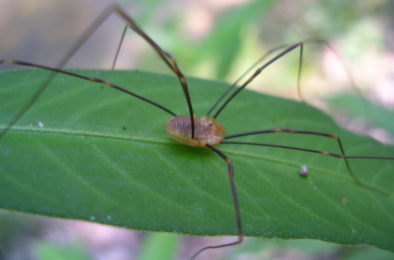 Pisaura mirabilis e altri ragni