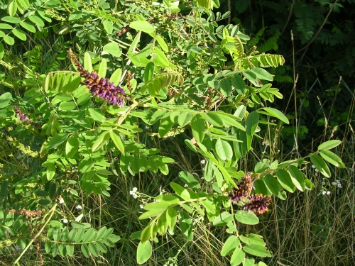 Amorpha fruticosa, Cichorium intybus, Saponaria officinalis