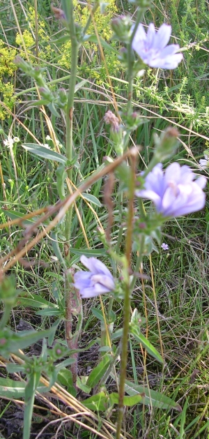 Amorpha fruticosa, Cichorium intybus, Saponaria officinalis