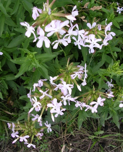 Amorpha fruticosa, Cichorium intybus, Saponaria officinalis