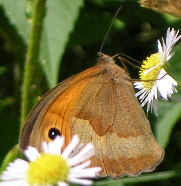 Maniola jurtina e Pieris brassicae