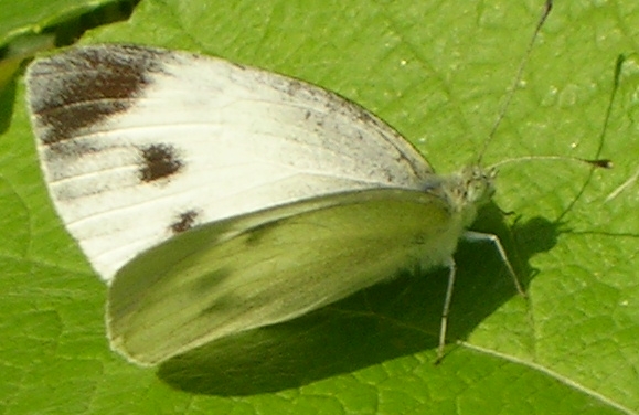 Maniola jurtina e Pieris brassicae