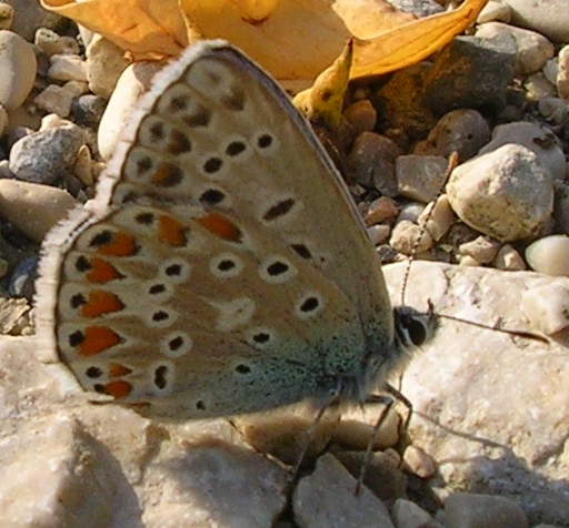 Lysandra bellargus, Timandra comae, Minois dryas