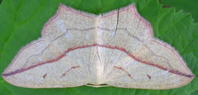 Lysandra bellargus, Timandra comae, Minois dryas