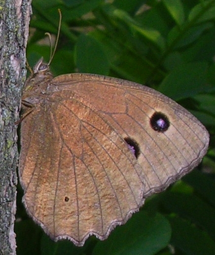 Lysandra bellargus, Timandra comae, Minois dryas