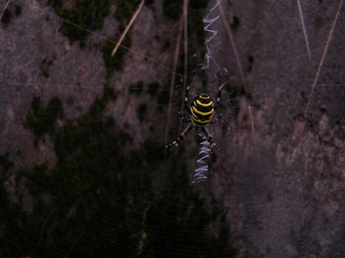 Cetonia aurata, Argiope bruennichi,Macrothylacia rubi bruco