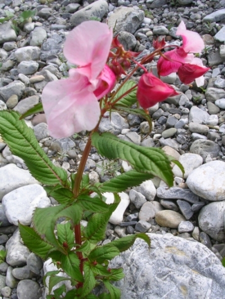 Impatiens glandulifera,balfourii,nolitangere,daphne mezereum