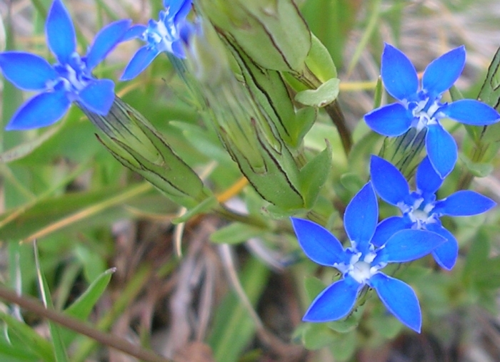 Gentiana nivalis