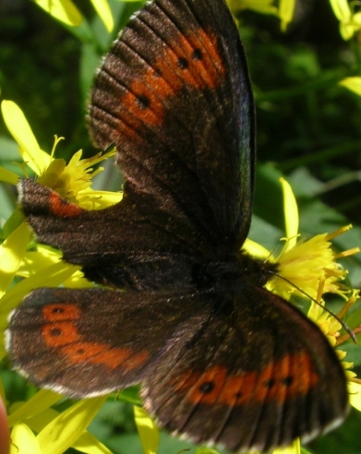 Erebia euryale e?