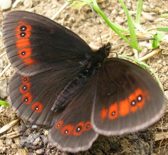 Erebia euryale e?