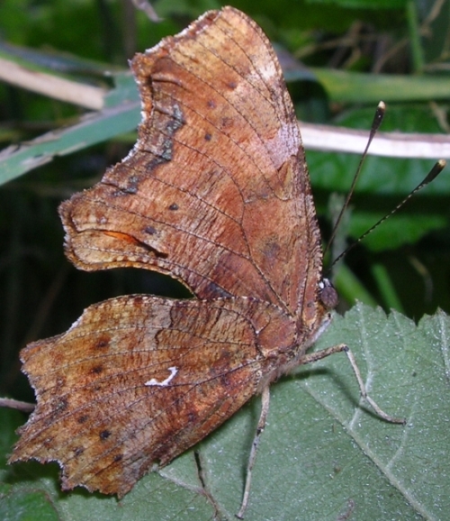 Polygonia c-album