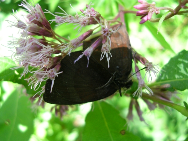 ragno (Misumena vatia) con farfalla (non amici)