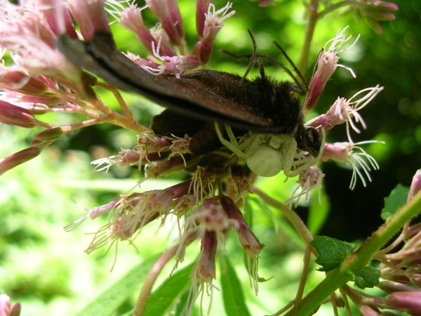 ragno (Misumena vatia) con farfalla (non amici)