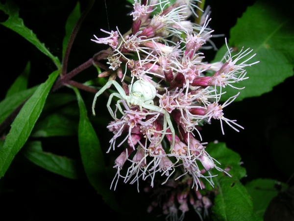 ragno (Misumena vatia) con farfalla (non amici)