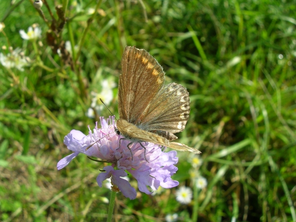 Xanthorhoe fluctuata e ?