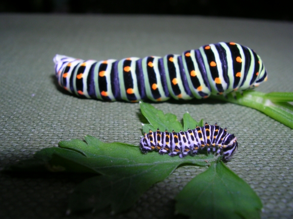 Istruzioni per allevare un Papilio machaon