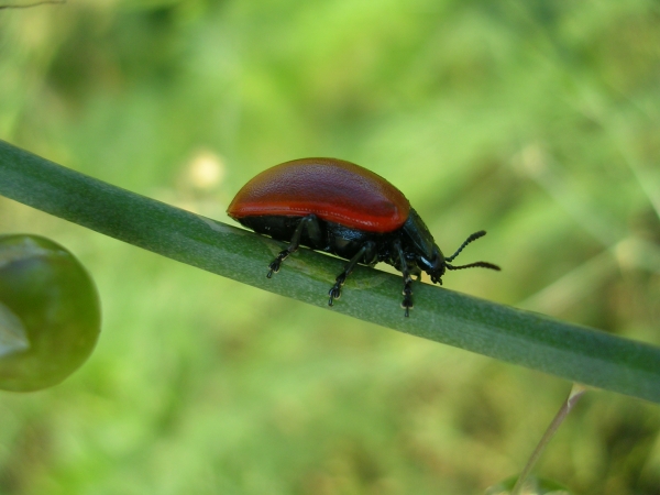 Chrysomela populi e ?