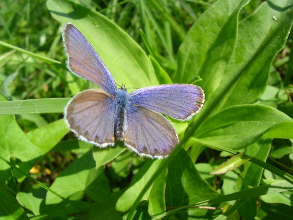 Plebejus argyrognomon, Lycaena tityrus, Lysandra bellargus