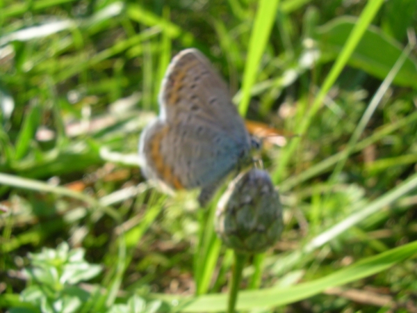 Plebejus argyrognomon, Lycaena tityrus, Lysandra bellargus