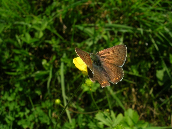 Plebejus argyrognomon, Lycaena tityrus, Lysandra bellargus