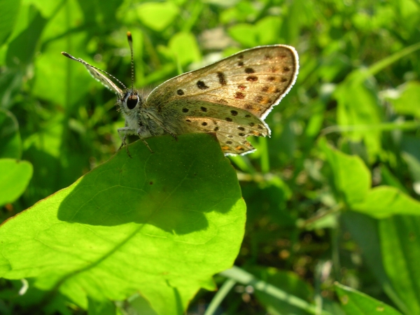 Plebejus argyrognomon, Lycaena tityrus, Lysandra bellargus