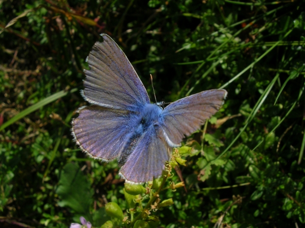 Plebejus argyrognomon, Lycaena tityrus, Lysandra bellargus