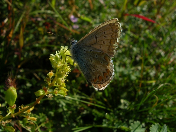 Plebejus argyrognomon, Lycaena tityrus, Lysandra bellargus