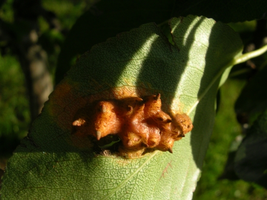 Indeterminato - galla (Gymnosporangium sabinae? fungo)