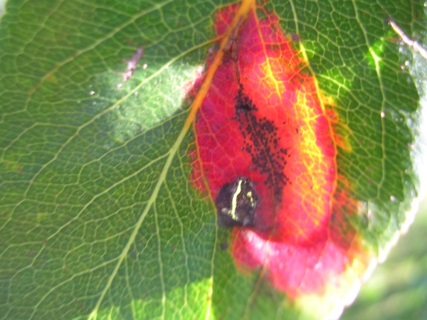 Indeterminato - galla (Gymnosporangium sabinae? fungo)