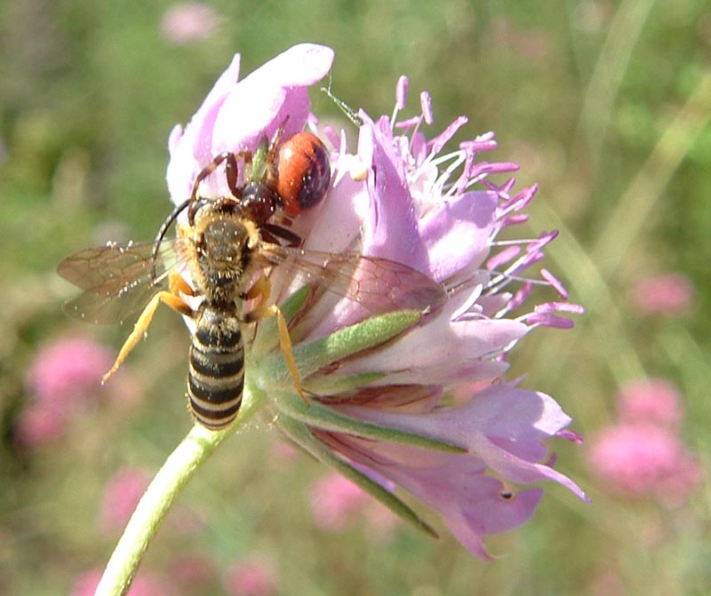 Synaema globosum