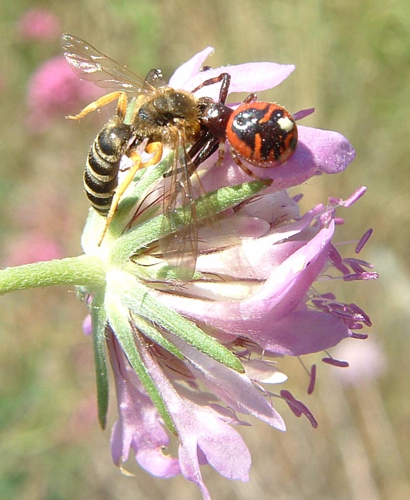 Synaema globosum