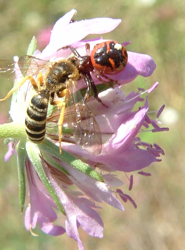 Synaema globosum