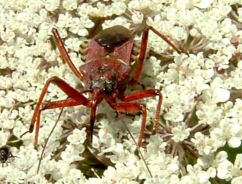 Reduvide: Rhynocoris erythropus