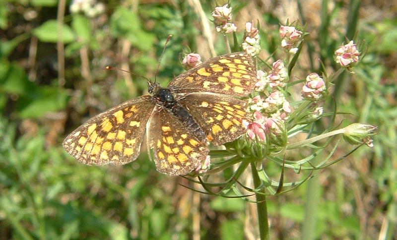 Melitaea athalia?