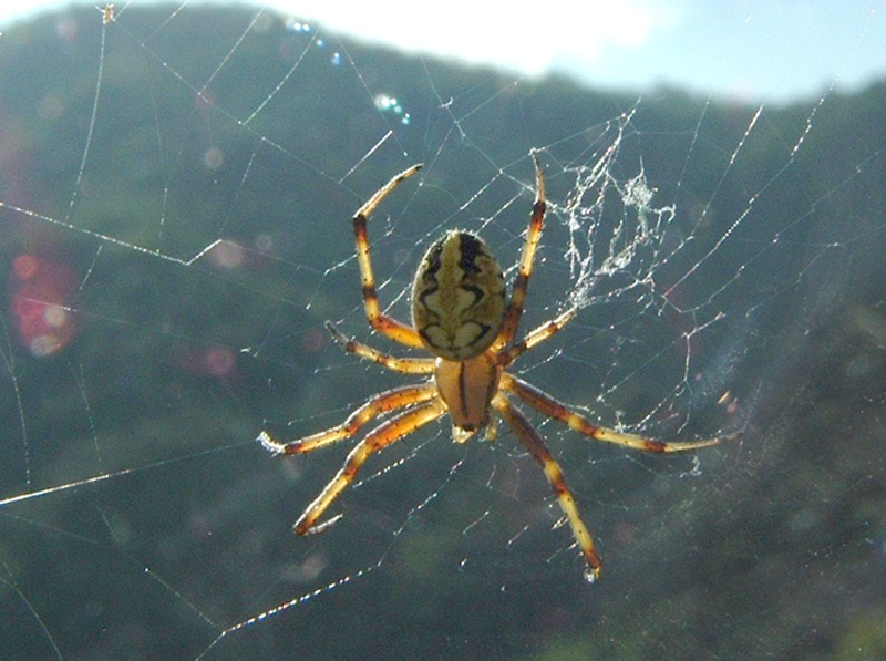 Iphiclides podalirius e Aculepeira armida?(Neoscona adiantha