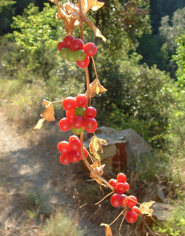 Dioscorea (=Tamus) communis / tamaro