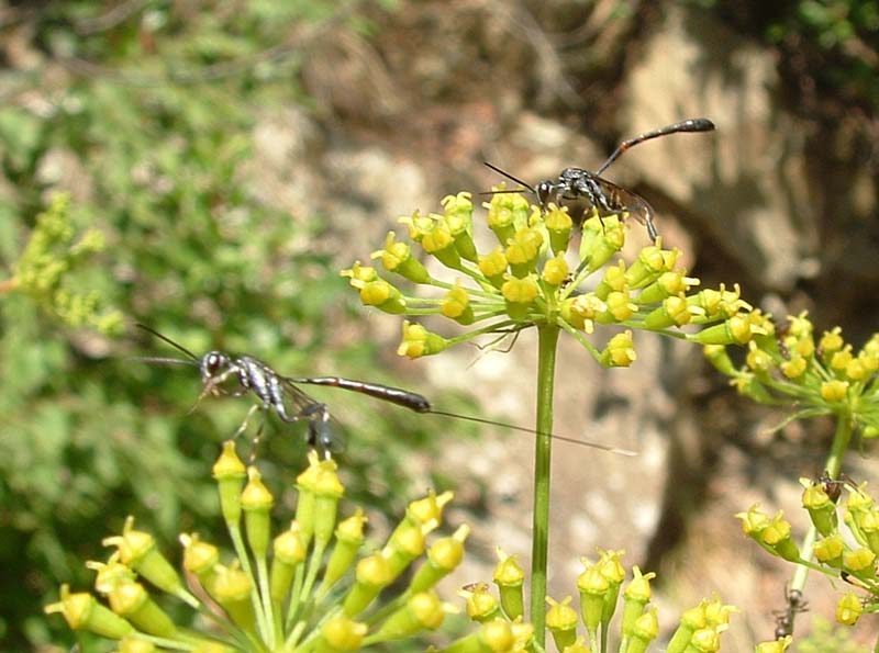 Ichneumonidae