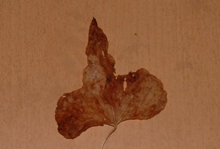 Dioscorea (=Tamus) communis / tamaro