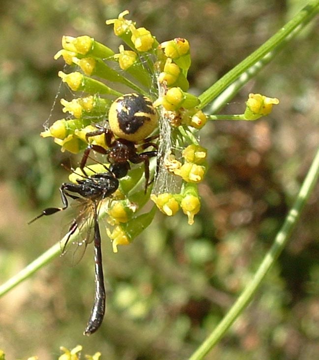 Synaema globosum e icneumonidae