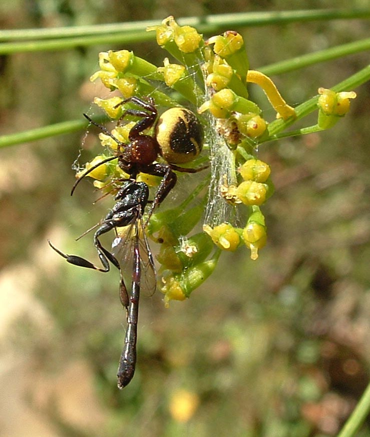 Synaema globosum e icneumonidae