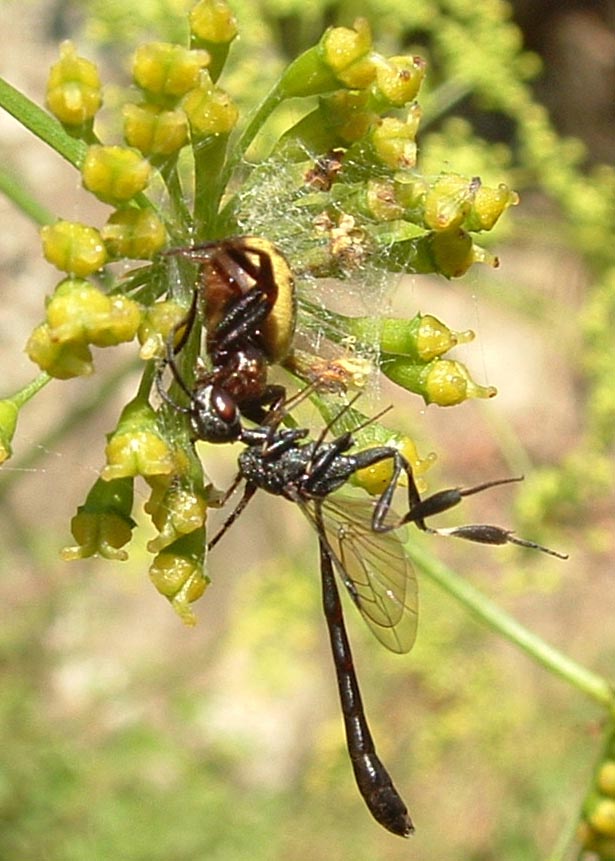 Synaema globosum e icneumonidae