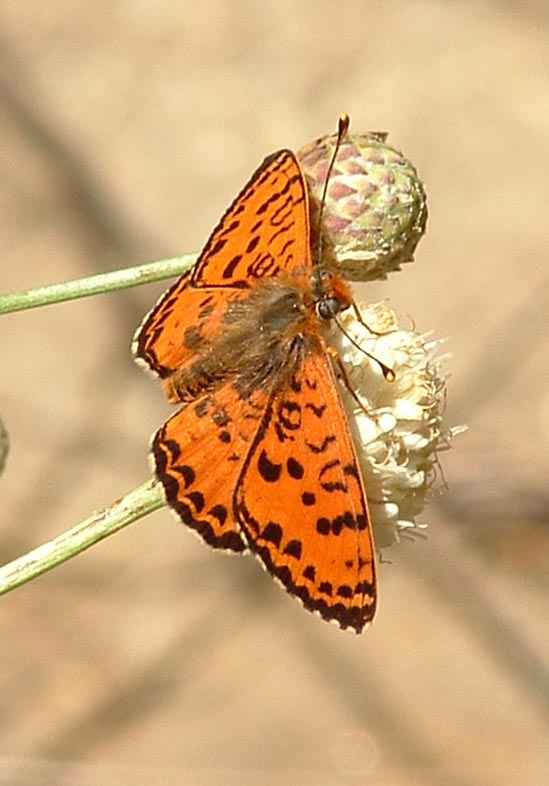 Melitaea didyma