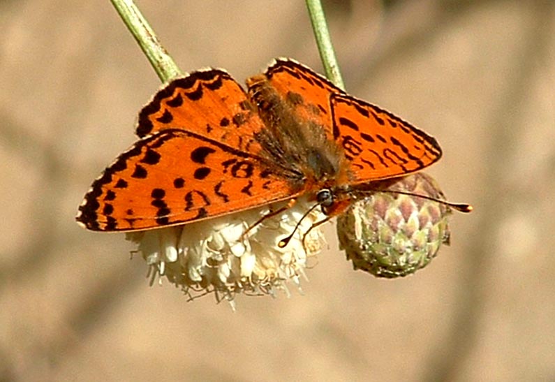 Melitaea didyma