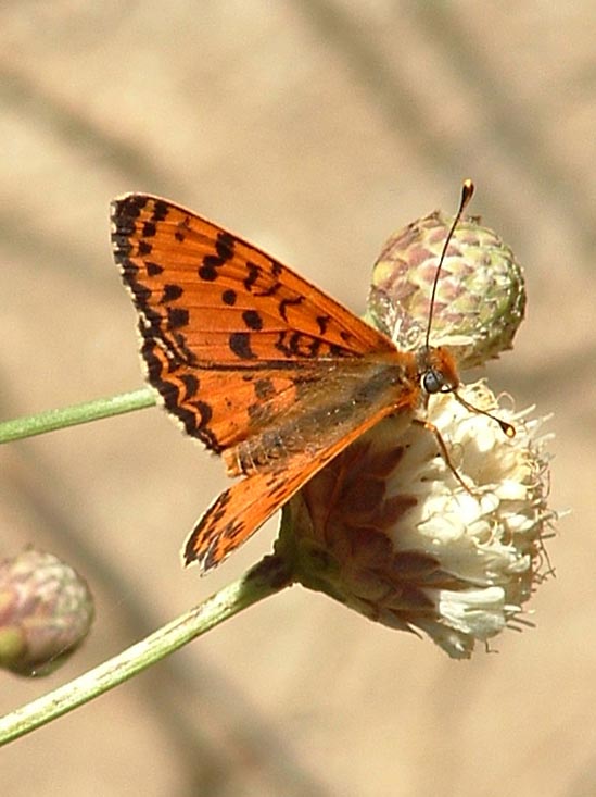 Melitaea didyma