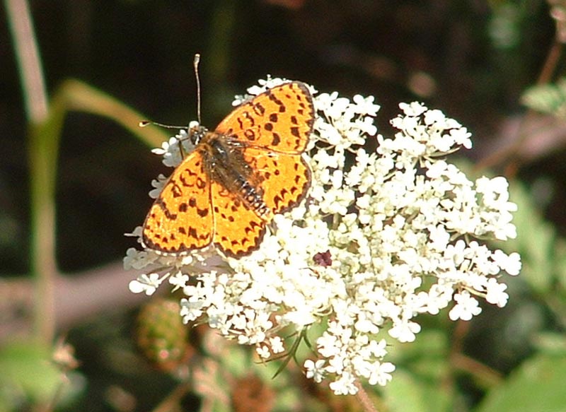 Melitaea didyma