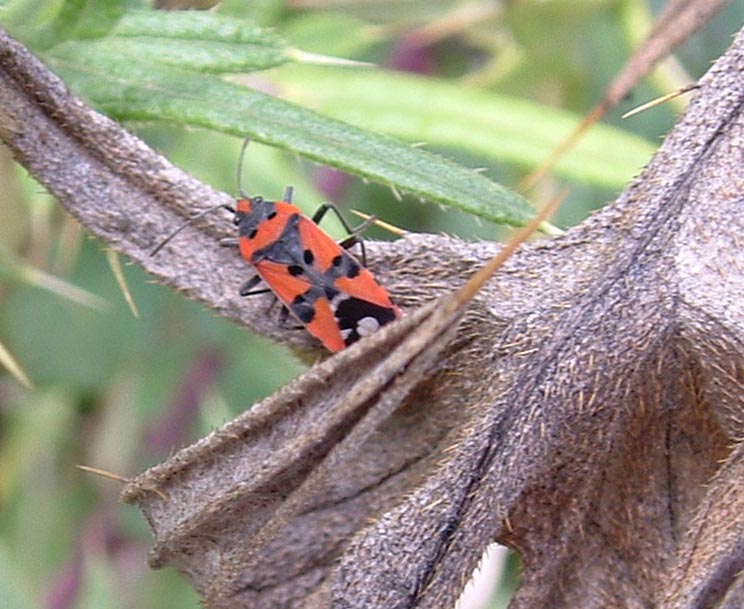 Lygaeus equestris