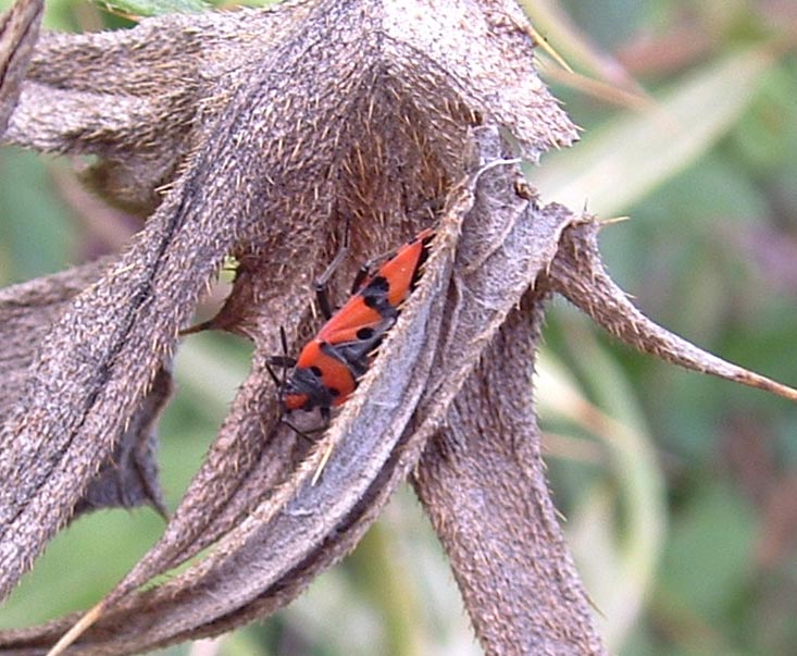 Lygaeus equestris