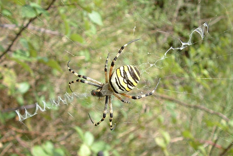 Argiope bruennichi gigante.