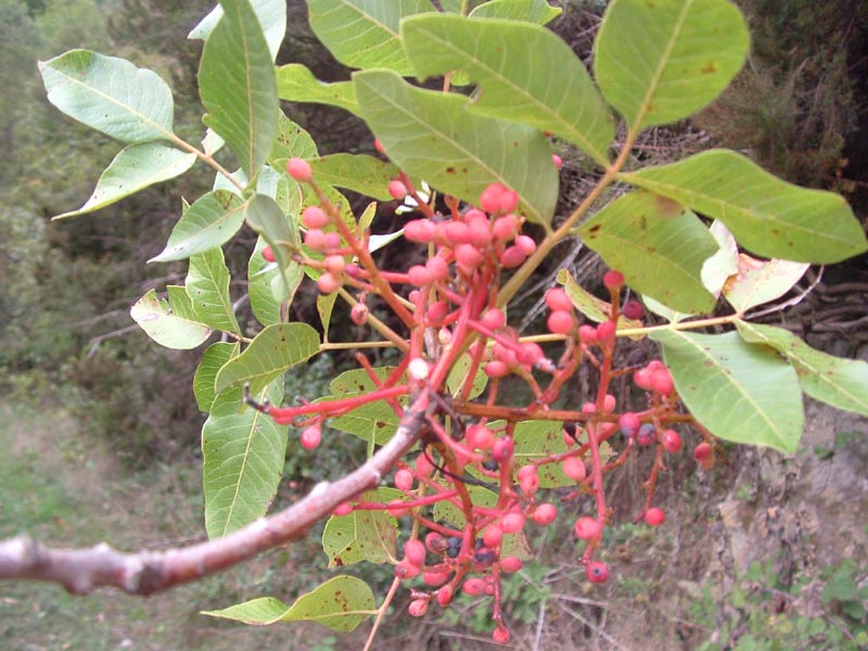 Pistacia terebinthus