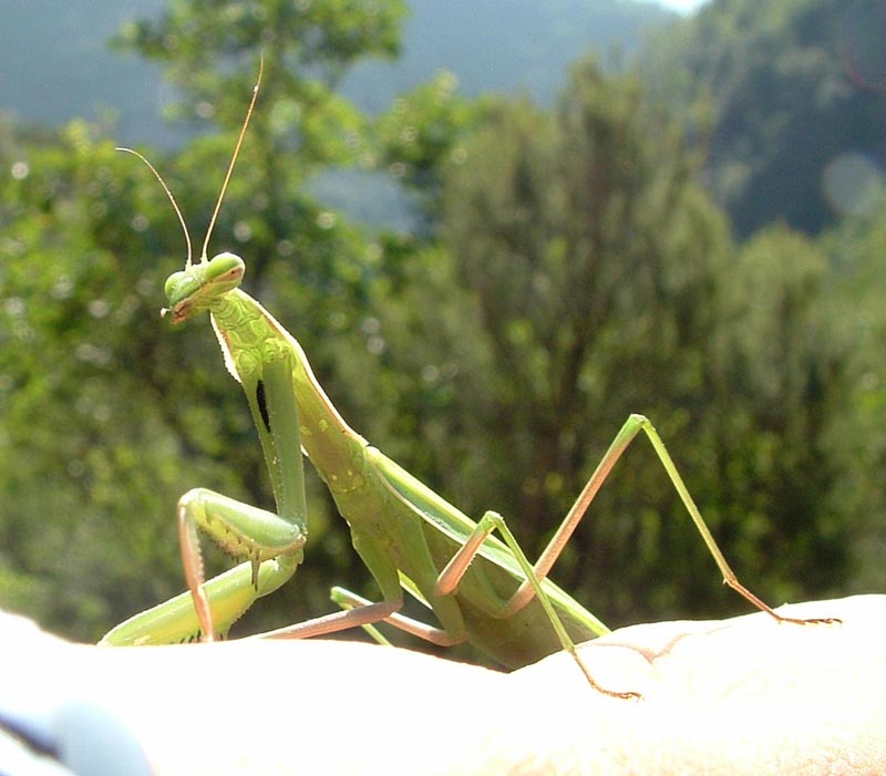 Mantis religiosa